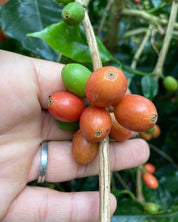 ベトナム バーボン アナエロビック ハニー エスプレッソ