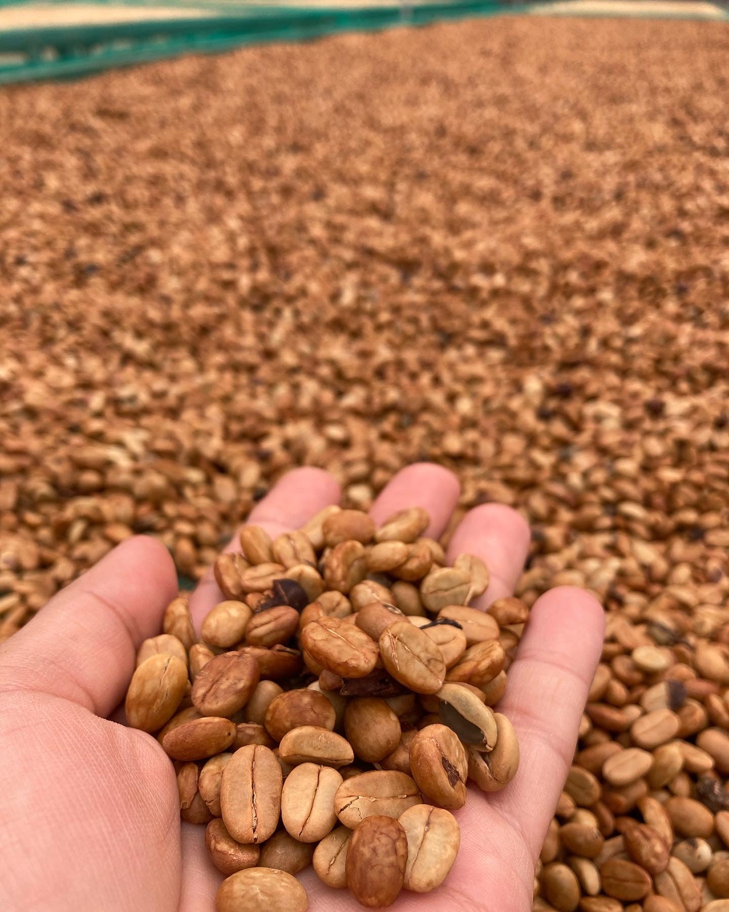 ベトナム バーボン アナエロビック ハニー エスプレッソ
