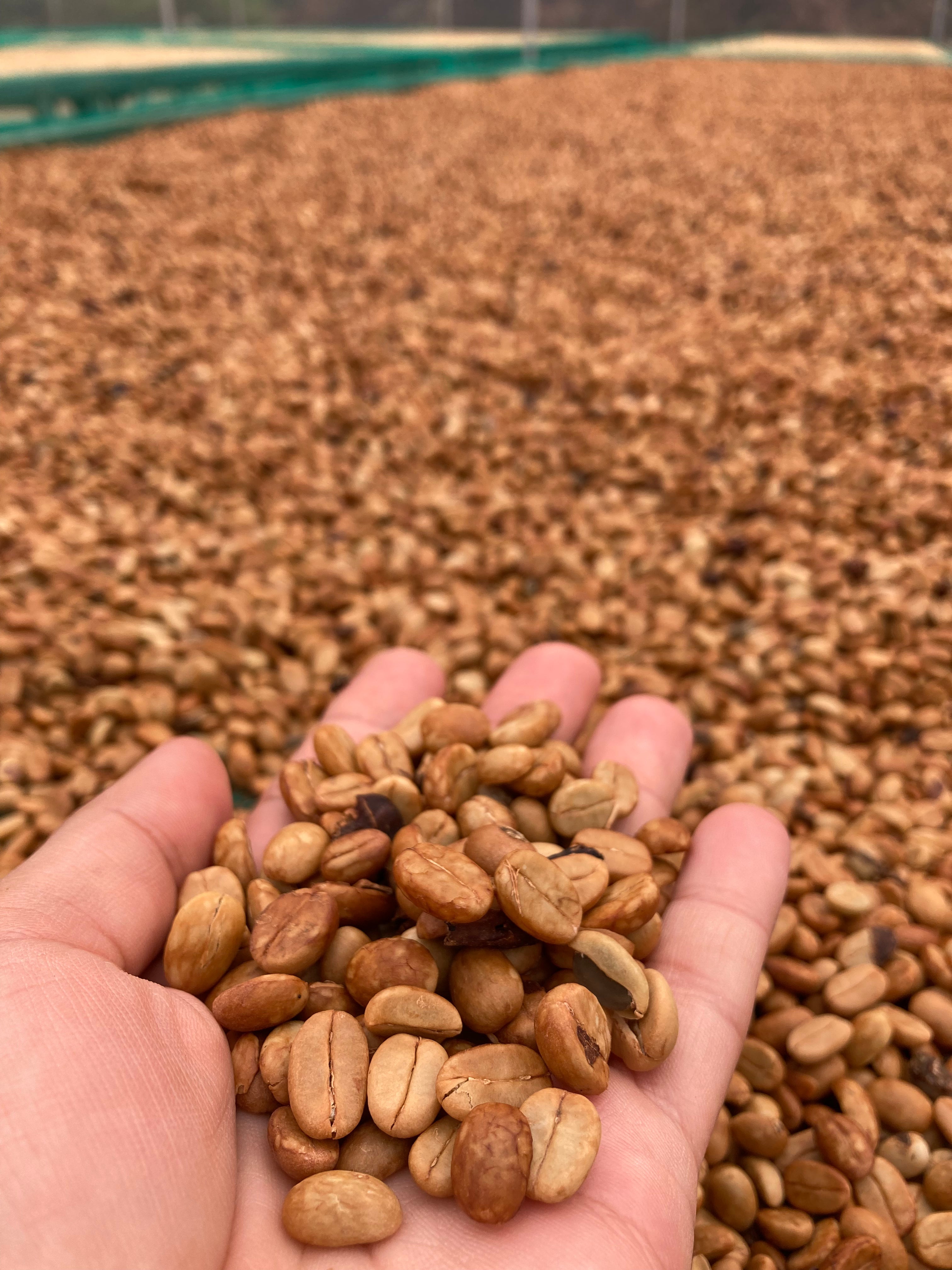 ベトナム産ブルボン嫌気性ハニー
