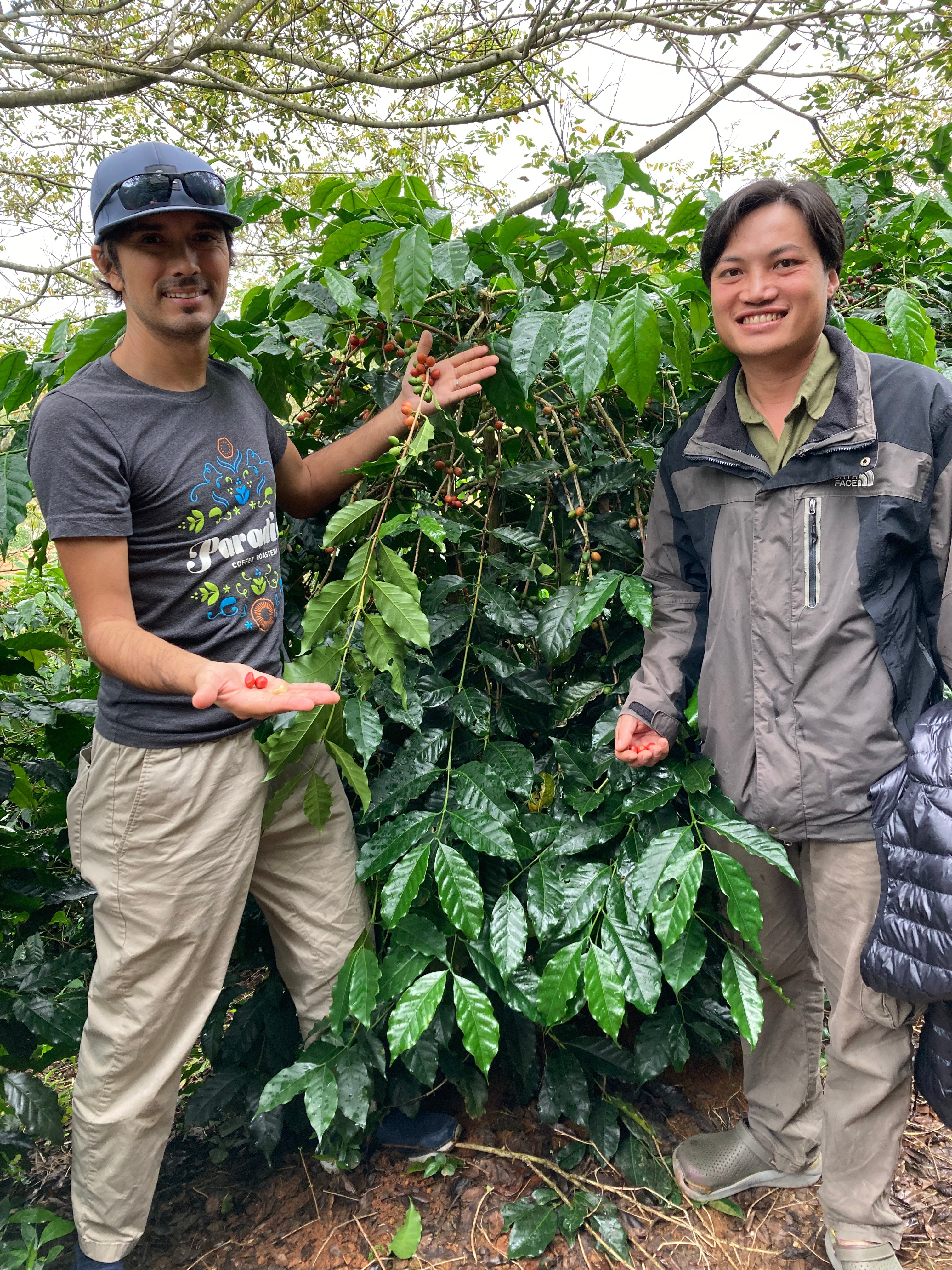 ベトナム産ブルボン嫌気性ハニー