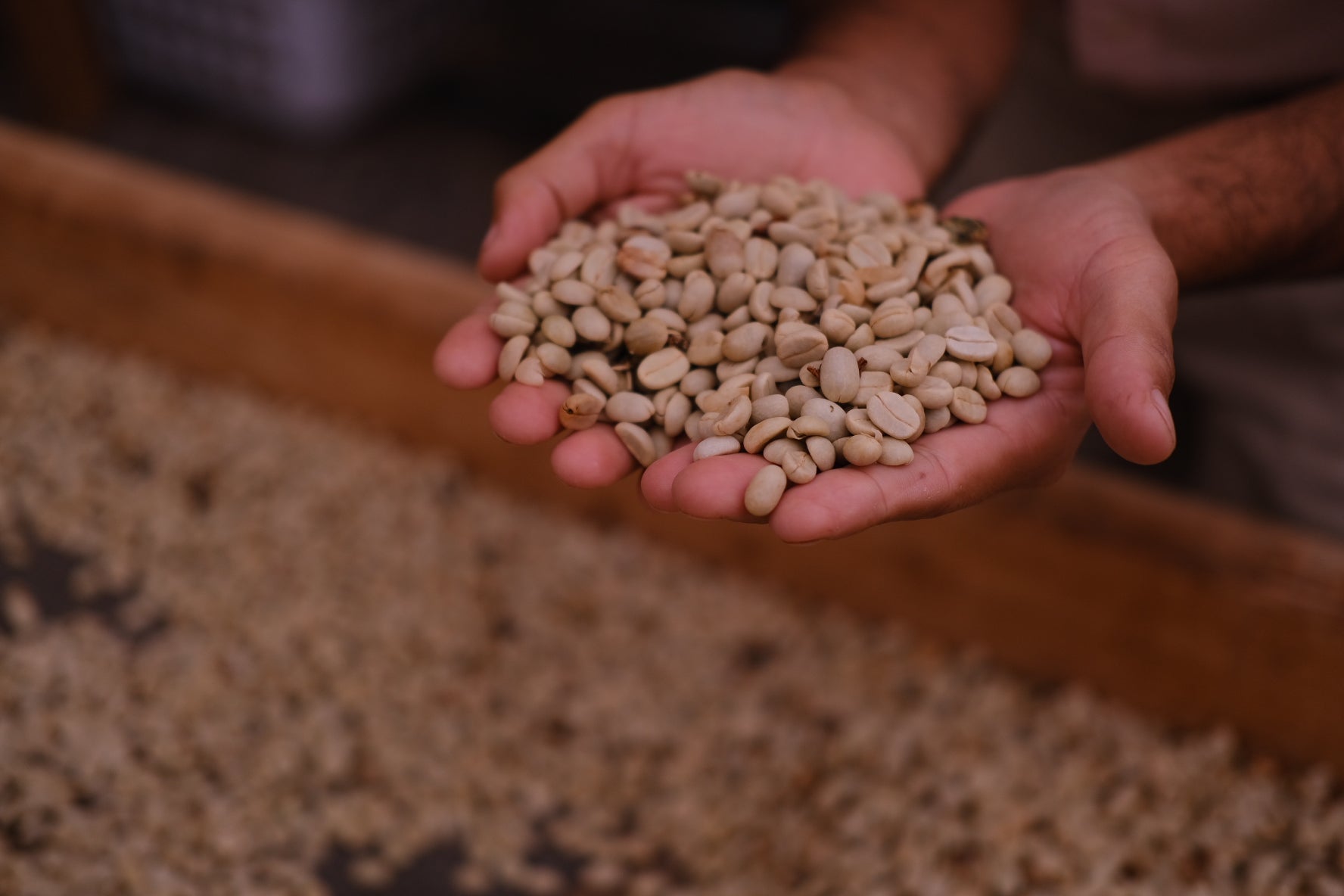 Hands holding Kona coffee parchment over a drying bed.