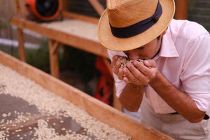 Paradise Roasters Founder Miguel Smelling Drying Green Specialty Coffee