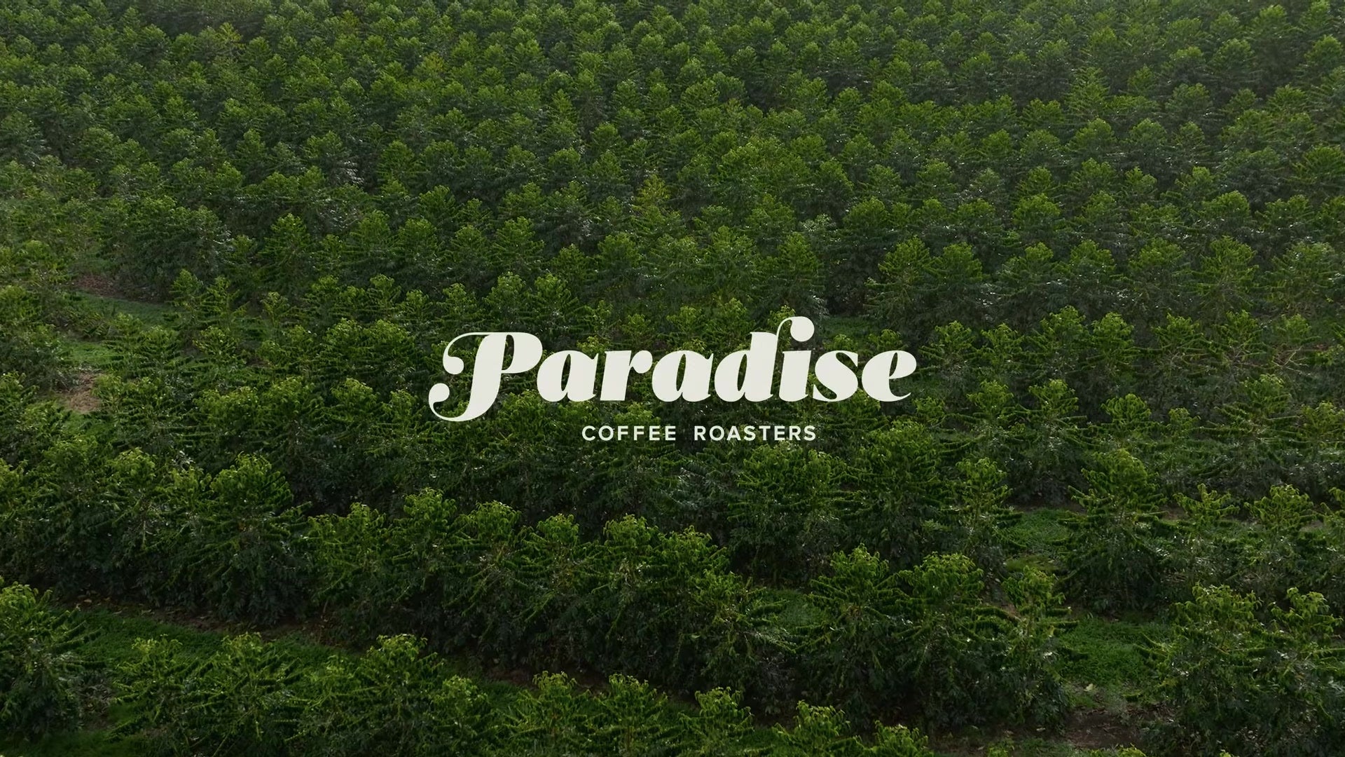 Paradise Coffee Roasters coffee farm