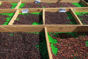 Coffee Beans Drying 