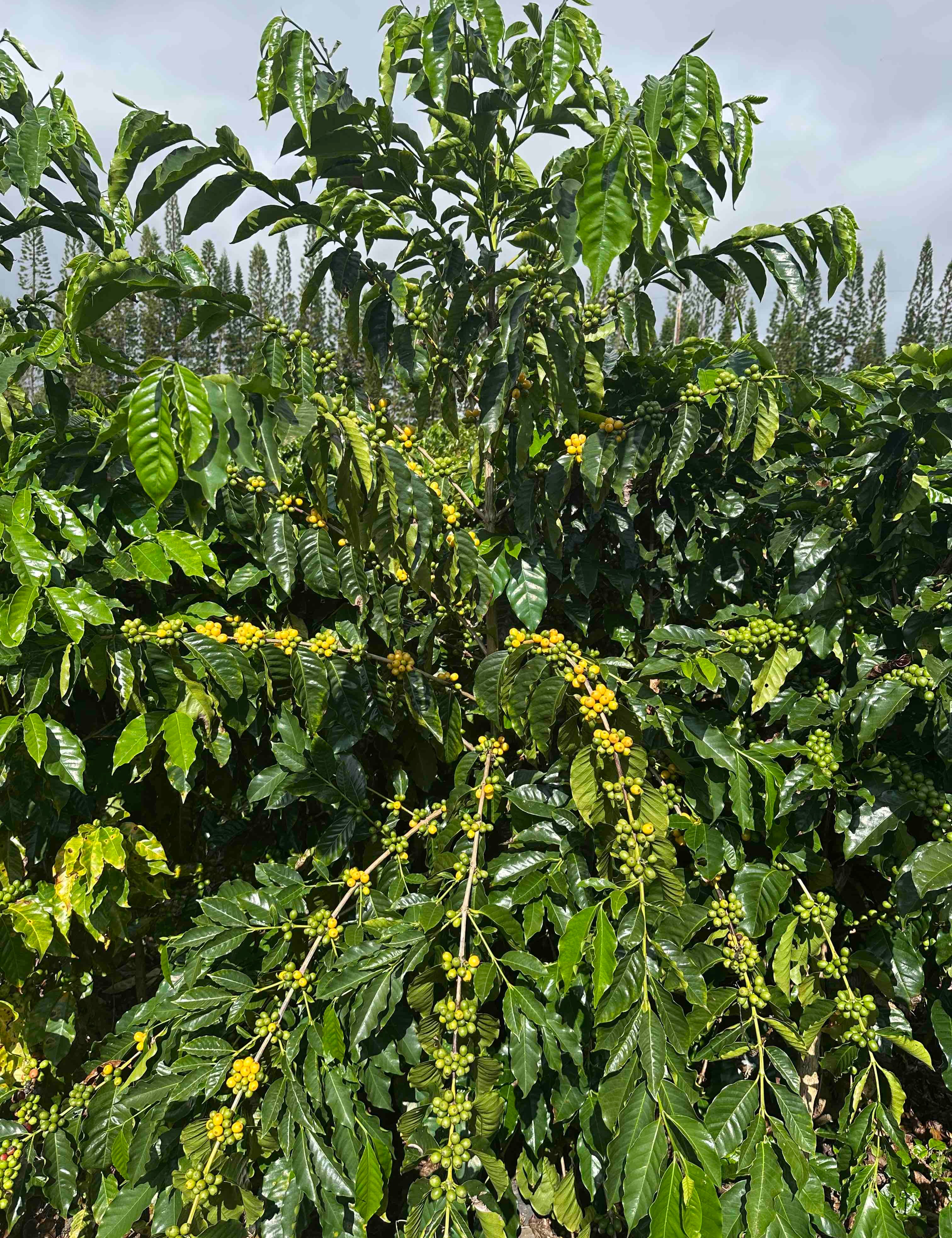yellow bourbon coffee tree in hawaii