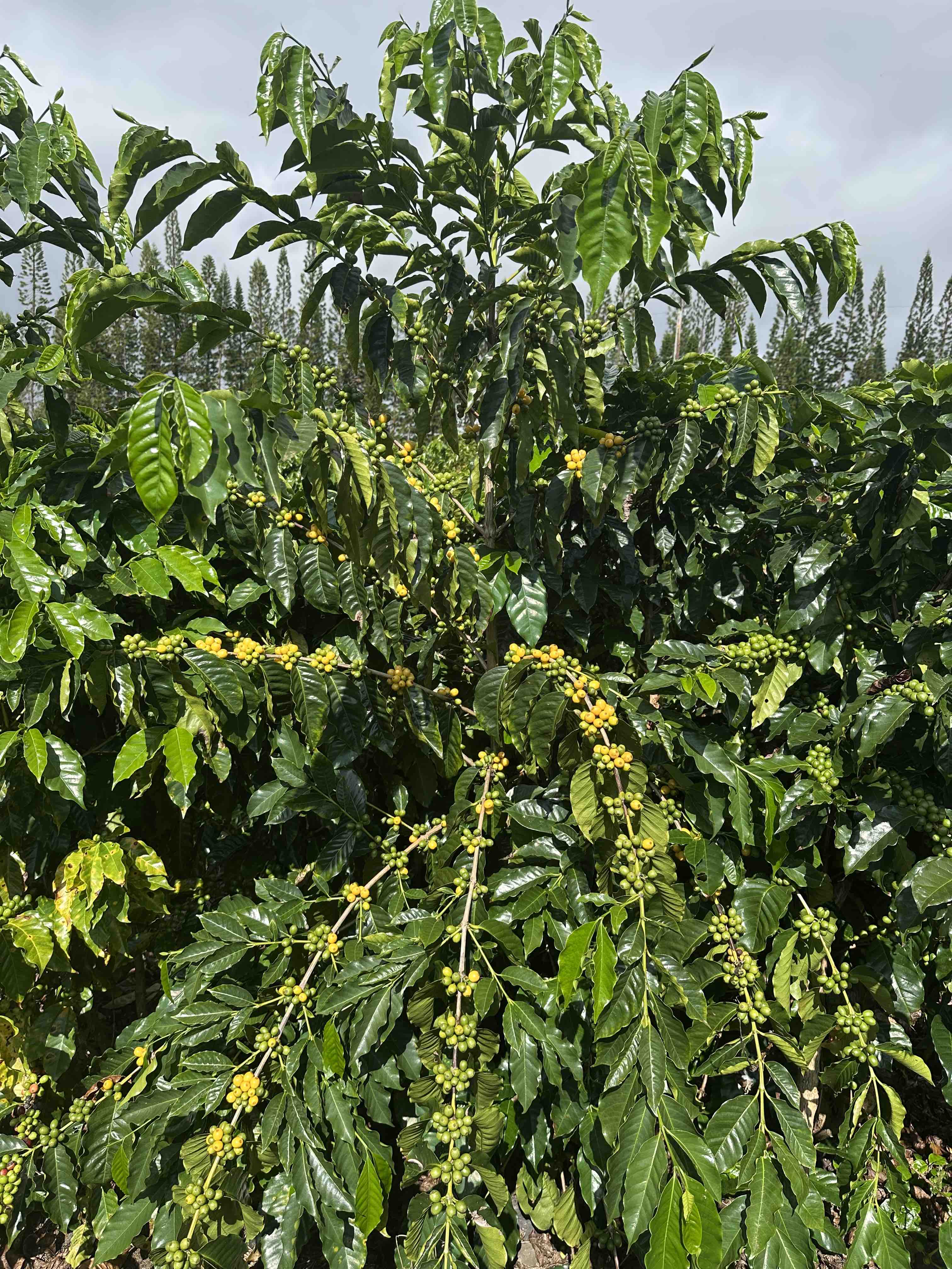 yellow bourbon coffee tree in hawaii
