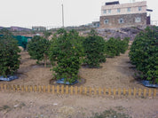 イエメン アル・マシュタル・ウル・ブルハニ