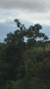 スマトラシマンゴの森