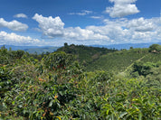 コロンビア ピンクバーボン - 売り切れ