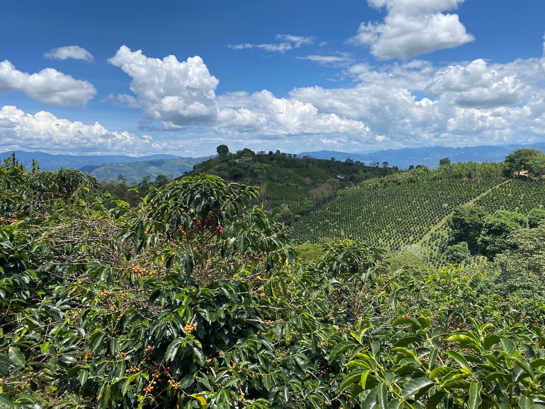 コロンビア ピンクバーボン - 売り切れ
