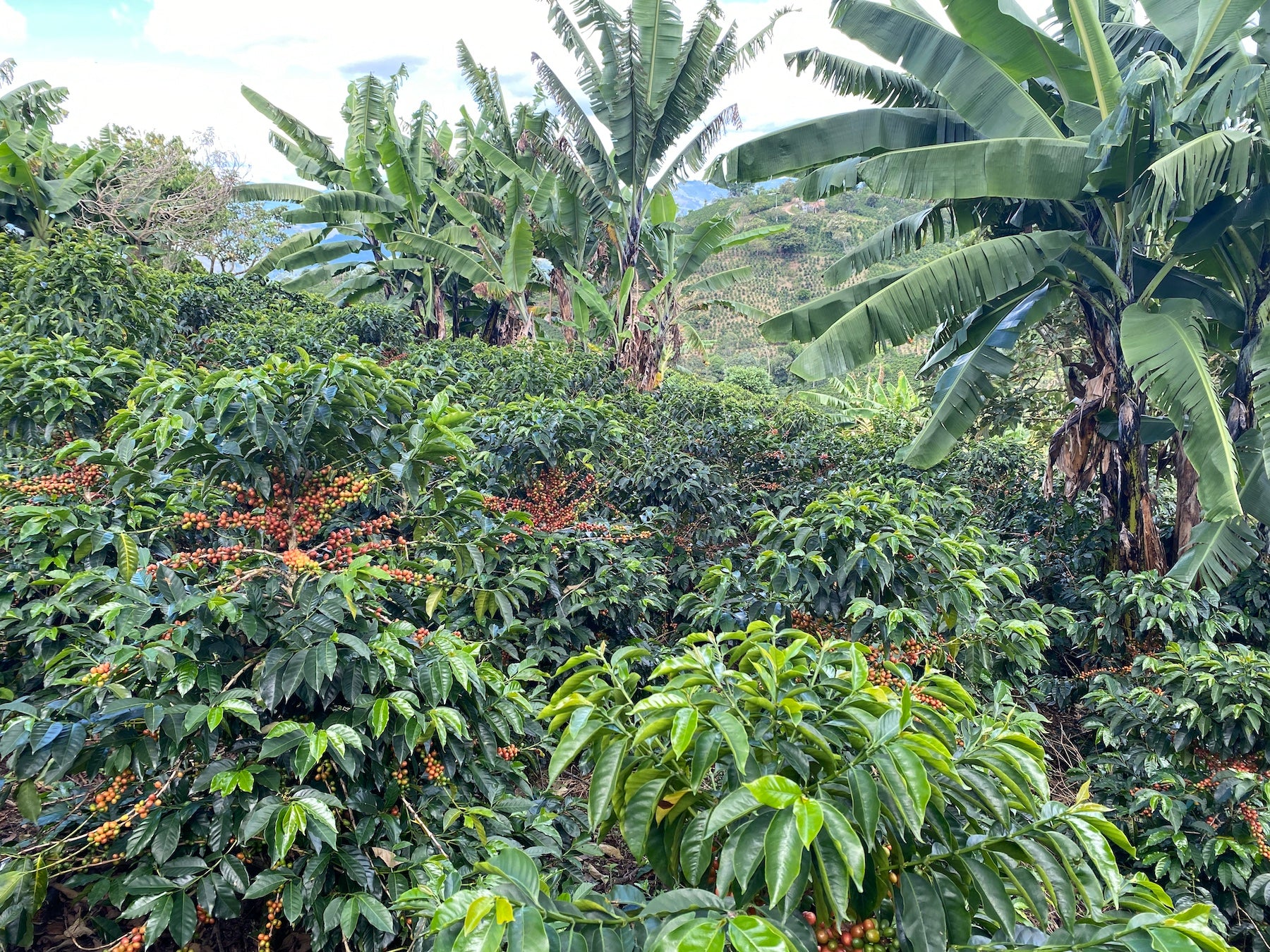 コロンビア ピンクバーボン - 売り切れ