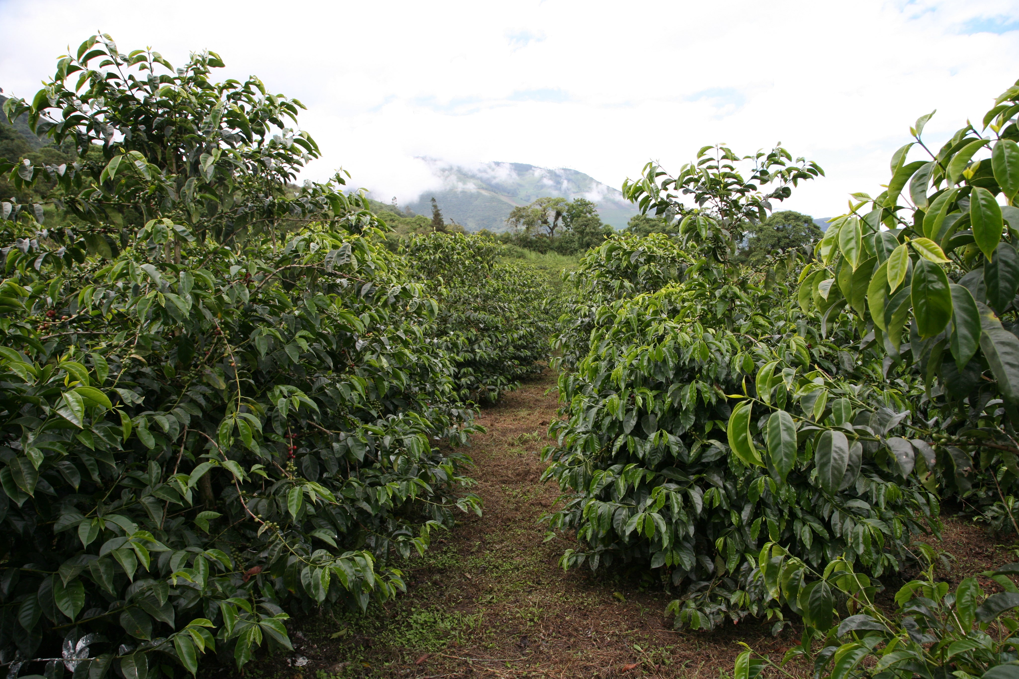 エクアドル フィンカ ルグマパタ - メホラド