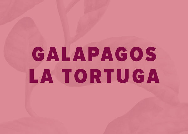 Galapagos La Tortuga