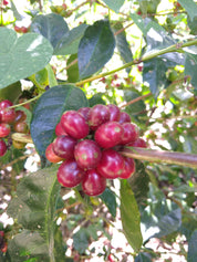 Honduras Santa Lucia Gesha