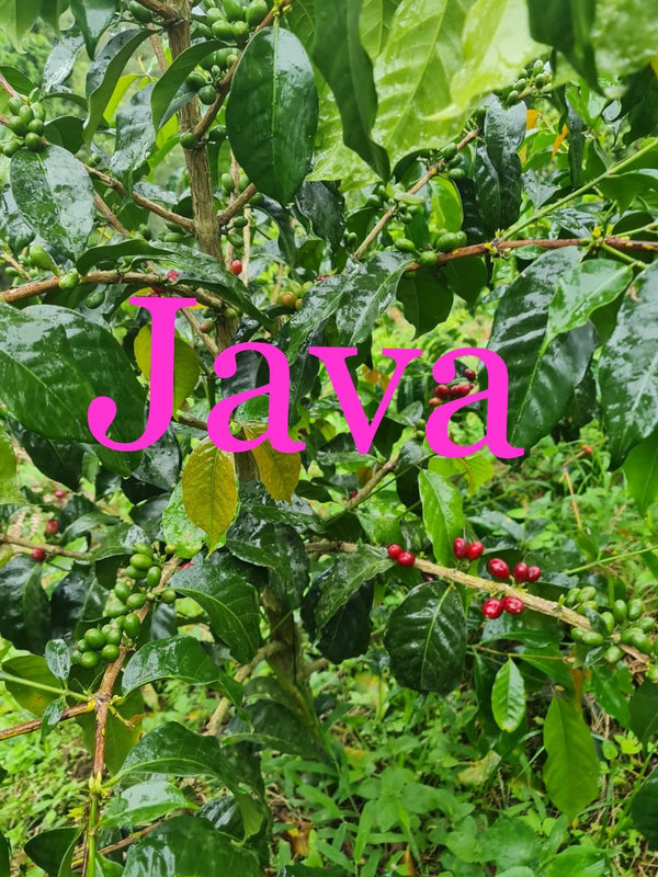 Colombia Granja Paraíso-92- Java P14 Light Roast Coffee