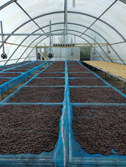 Thailand Mae Chedi Anaerobic Natural