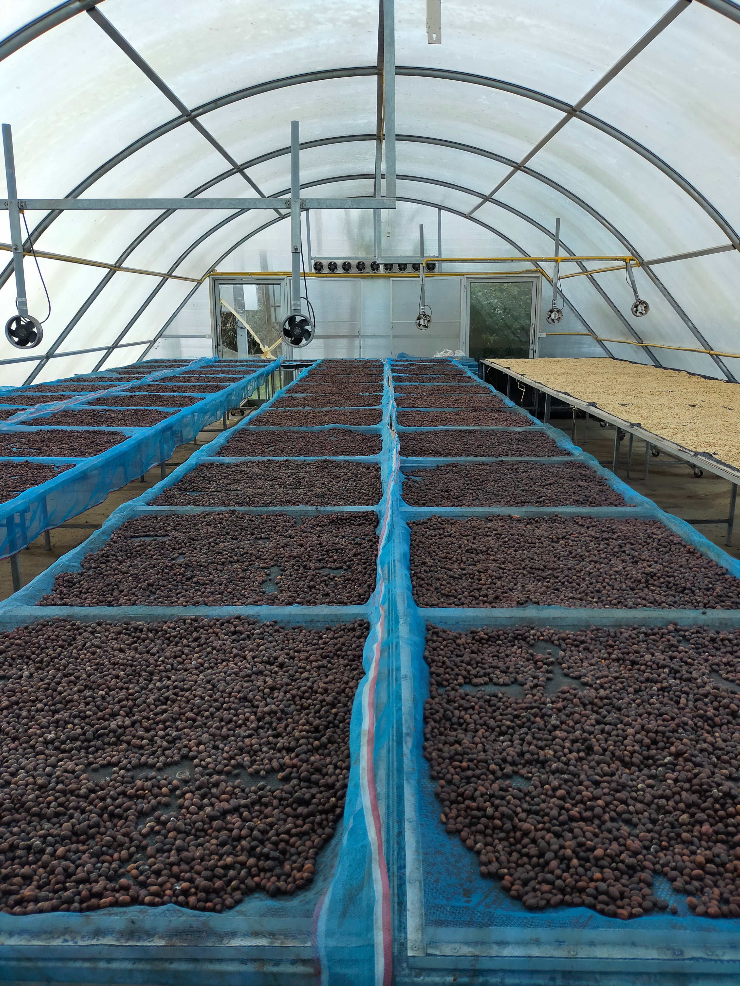 Thailand Mae Chedi Anaerobic Natural