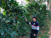 Thailand Mae Chedi Anaerobic Natural