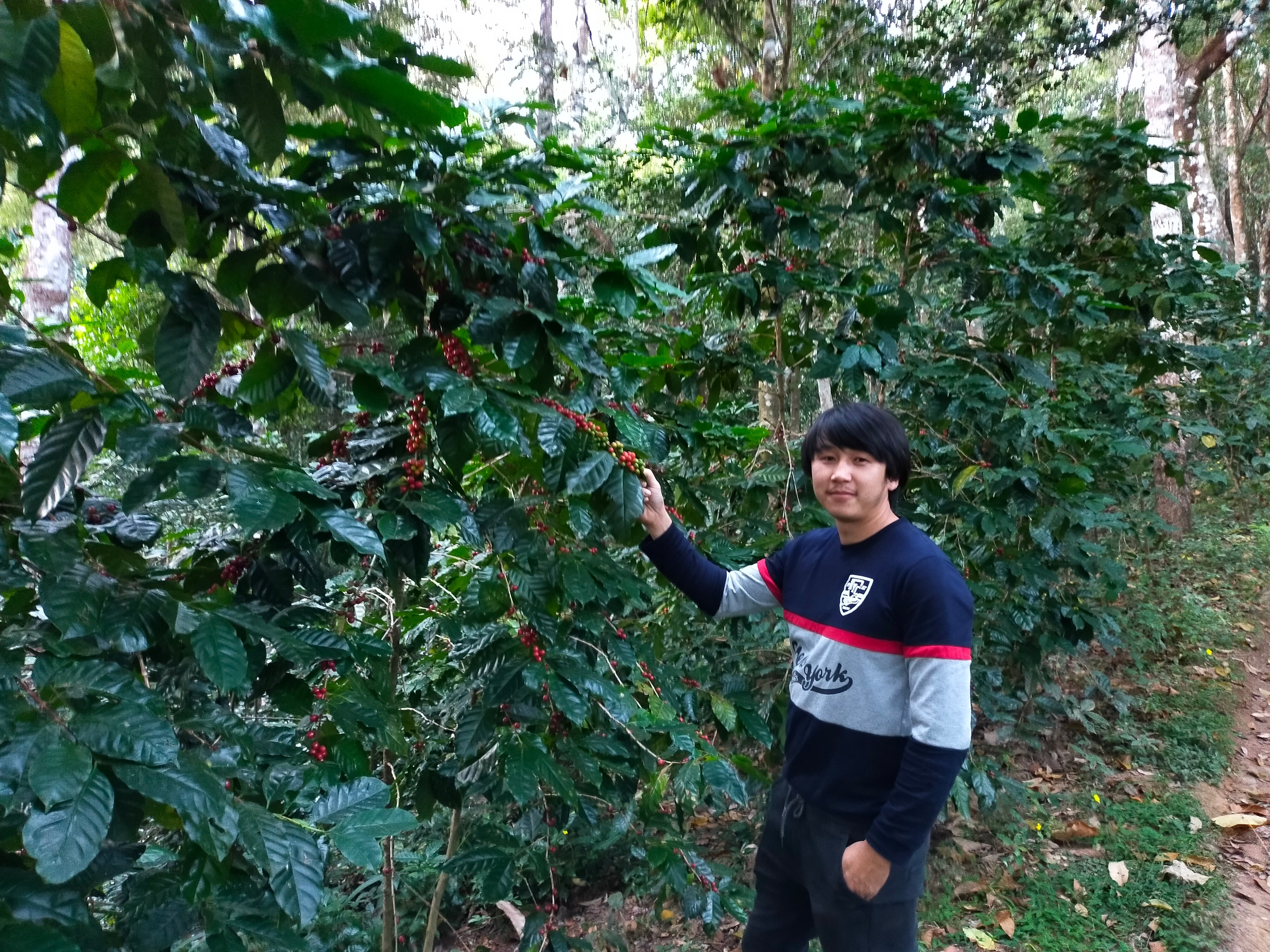 Thailand Mae Chedi Anaerobic Natural