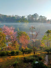 Thailand Mae Chedi Anaerobic Natural