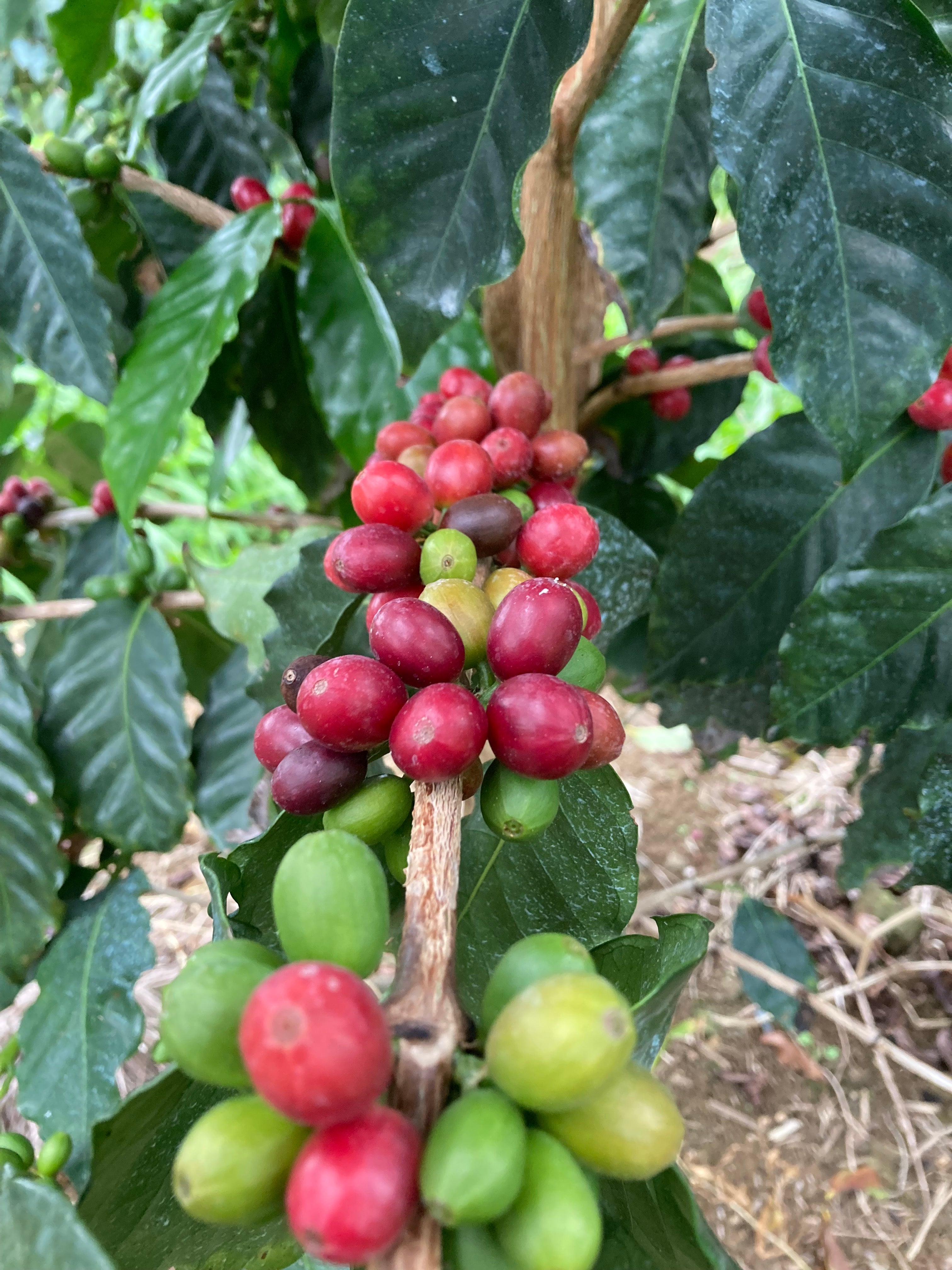 Hawaii Ka‘ū Bourbon Anaerobic Natural