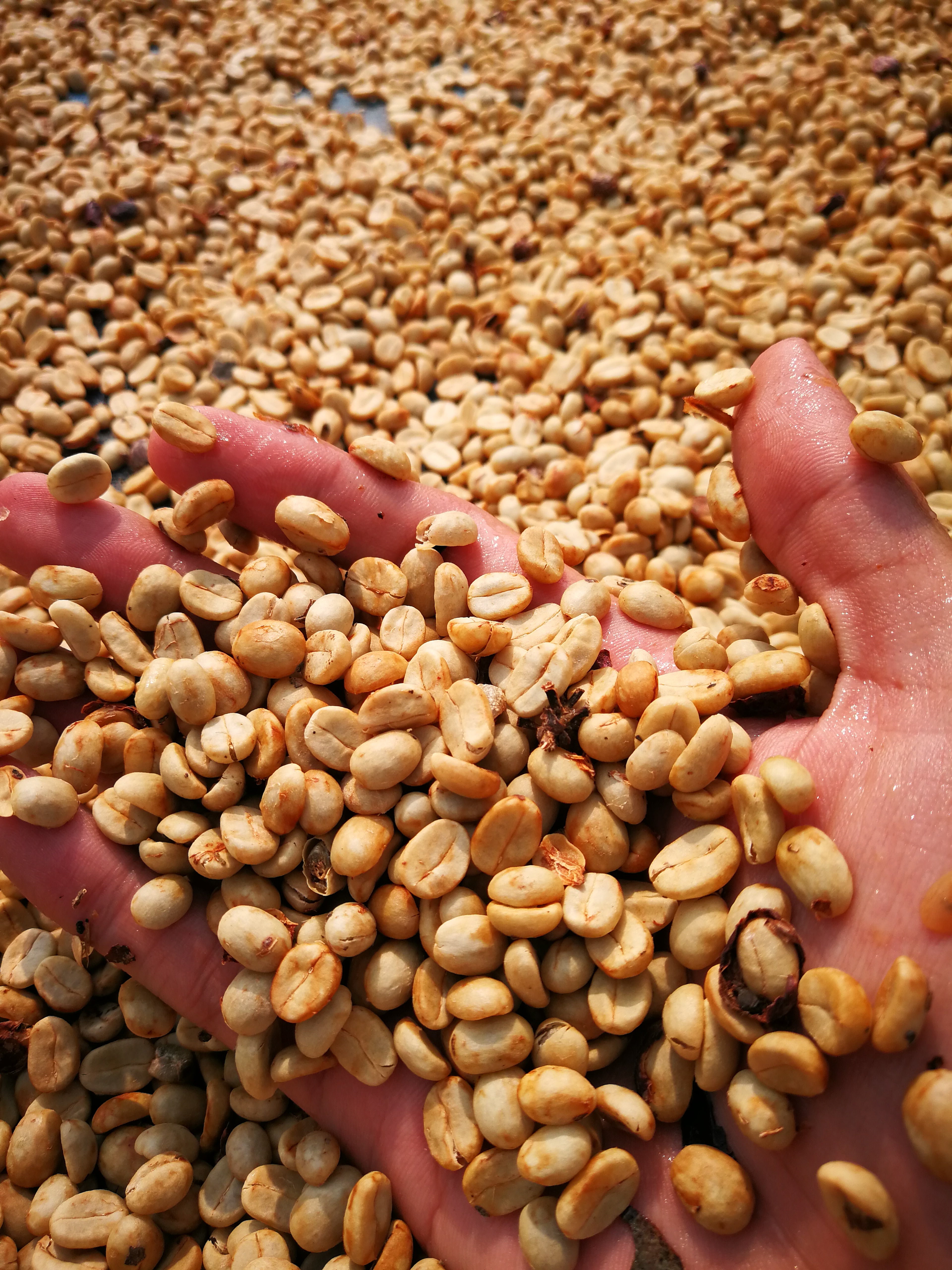 タイ フアイメーリアム ホワイトハニー