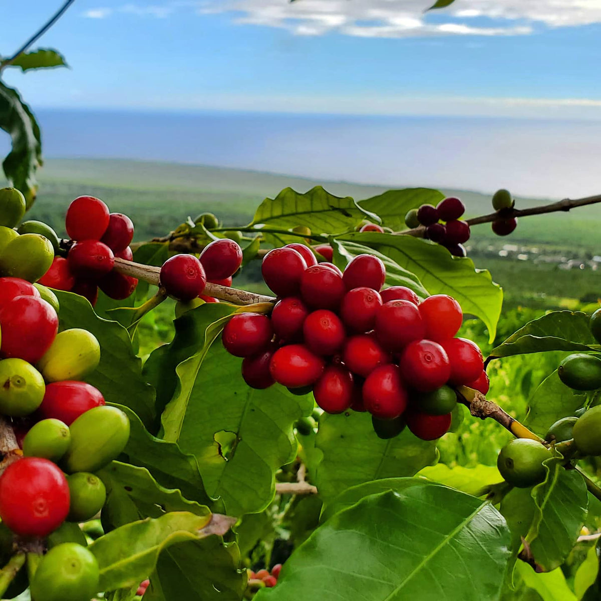 Paradise Coffee Roasters Hawaii Kona Lactic Natural