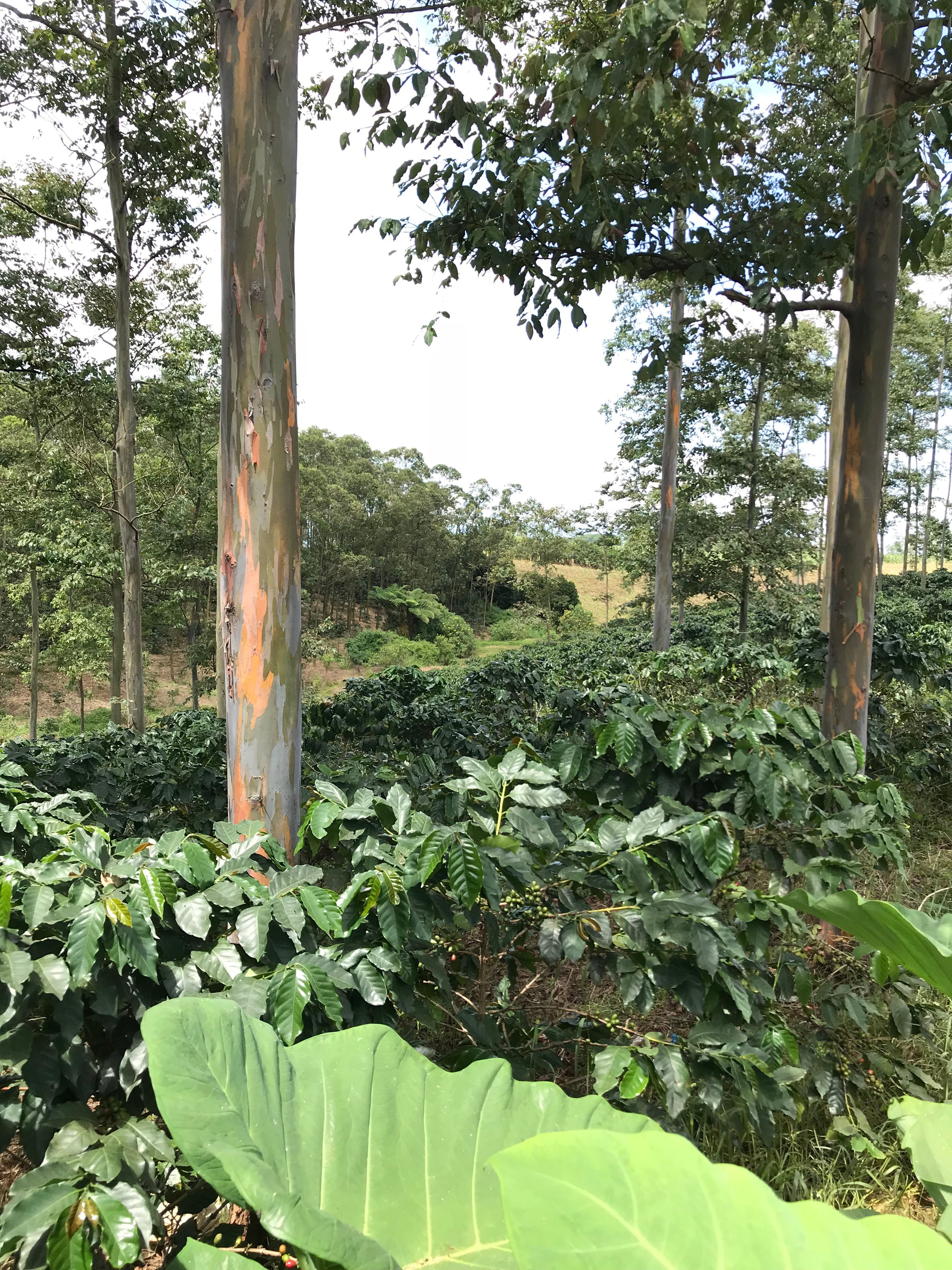 Philippines Gloria Estate Dark Roast