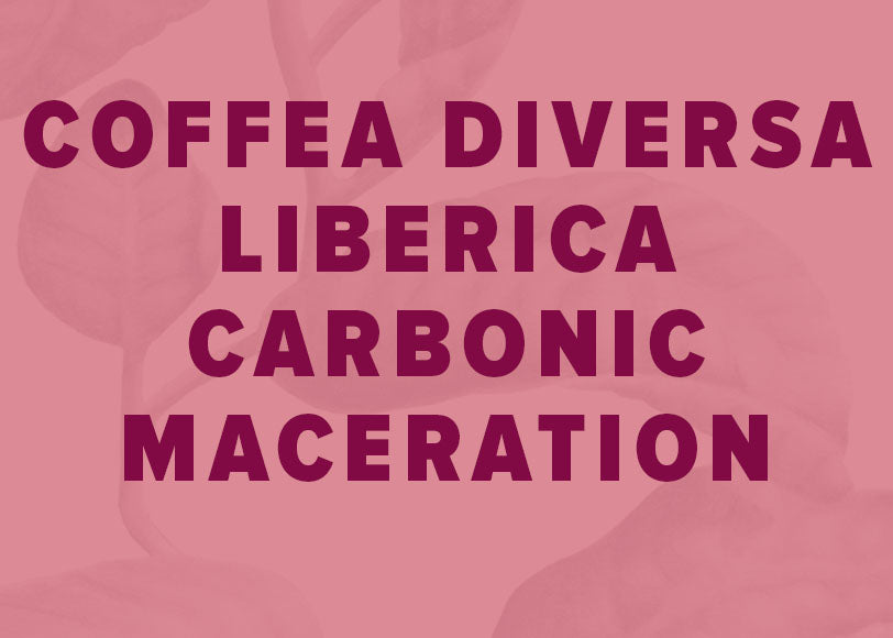 Coffea Diversa Liberica 炭酸浸軟