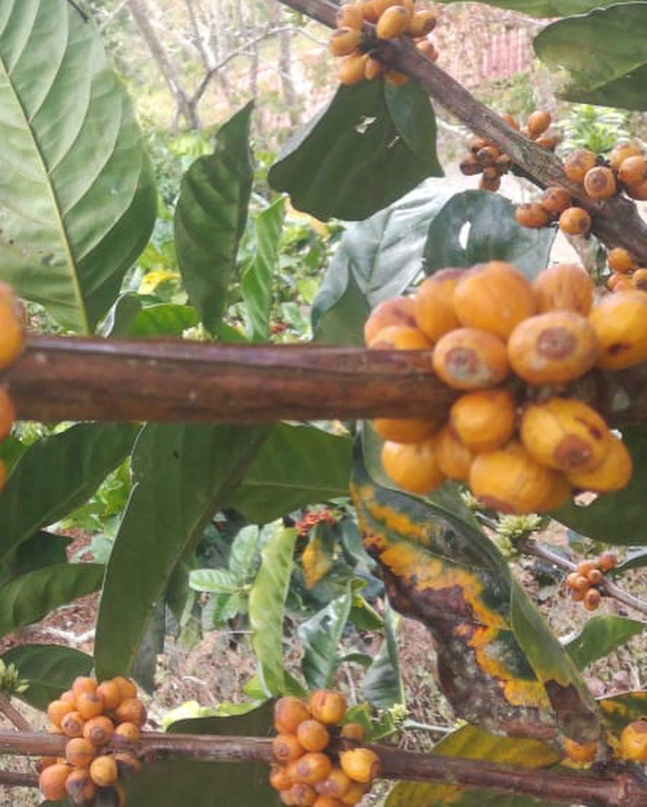 コーヒーフィア ディベルサ リベリカ ナチュラル