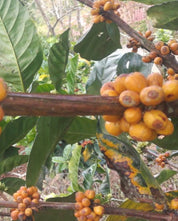 コーヒーフィア ディベルサ リベリカ ナチュラル