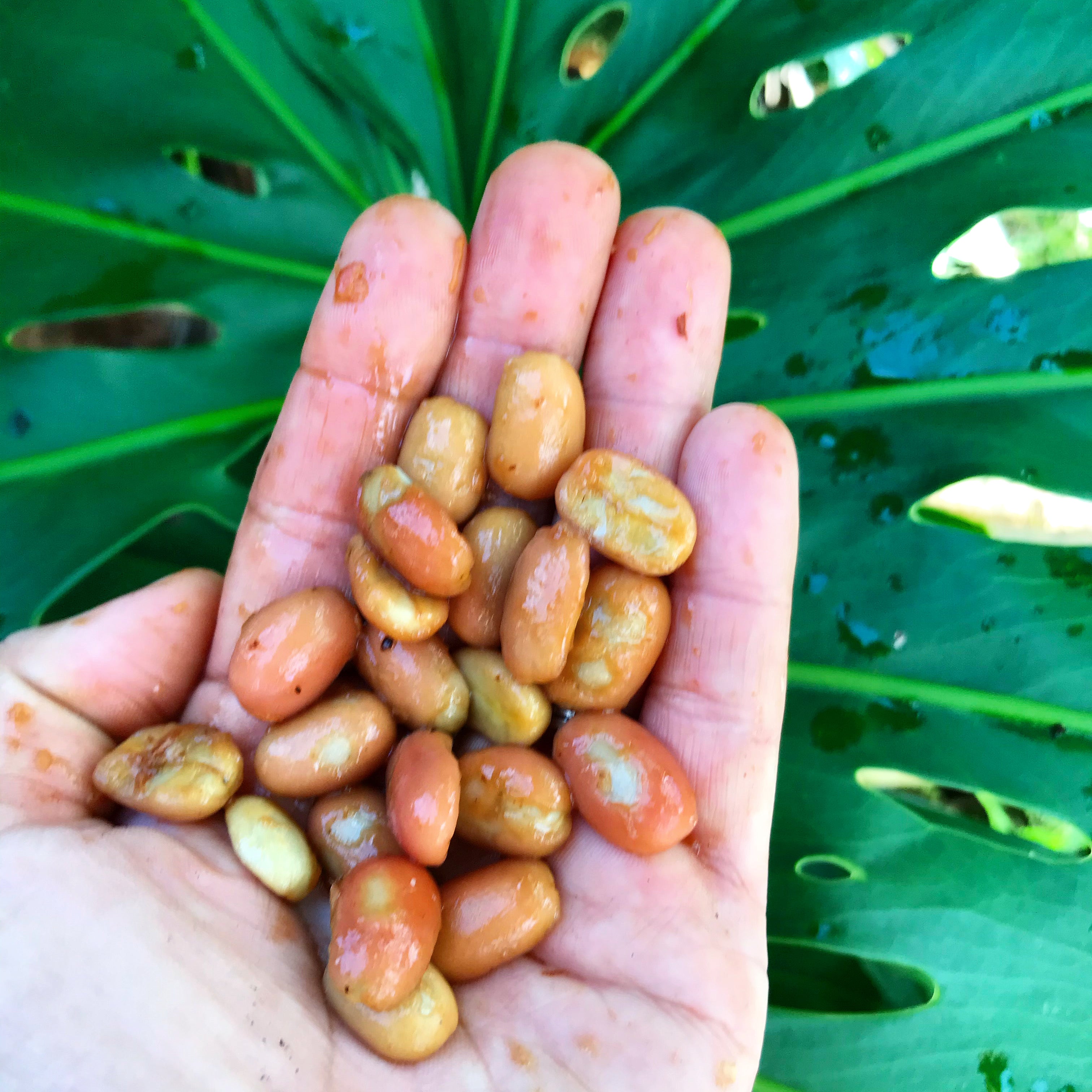 hawaiian kona maragogype