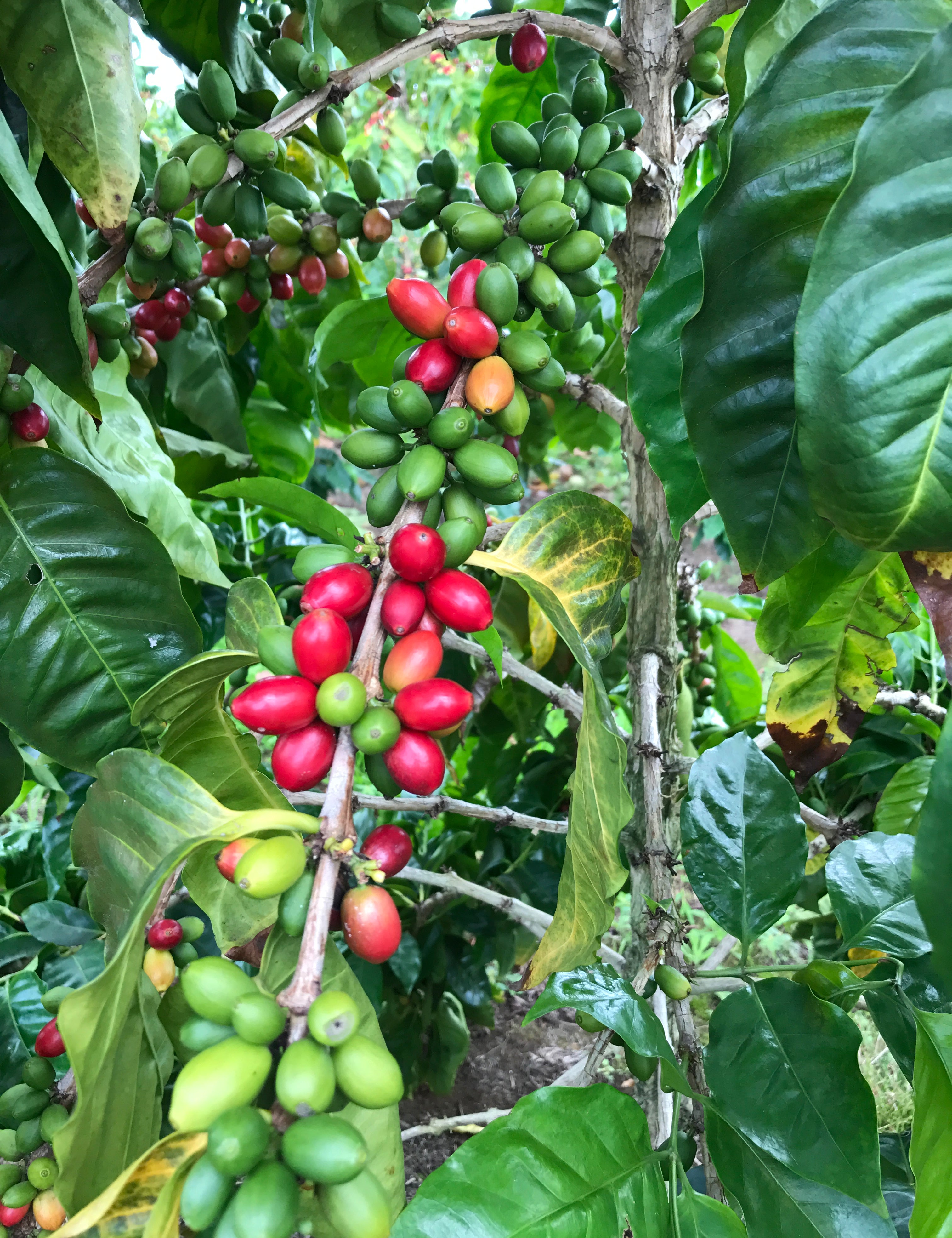 Pacamara.jpg