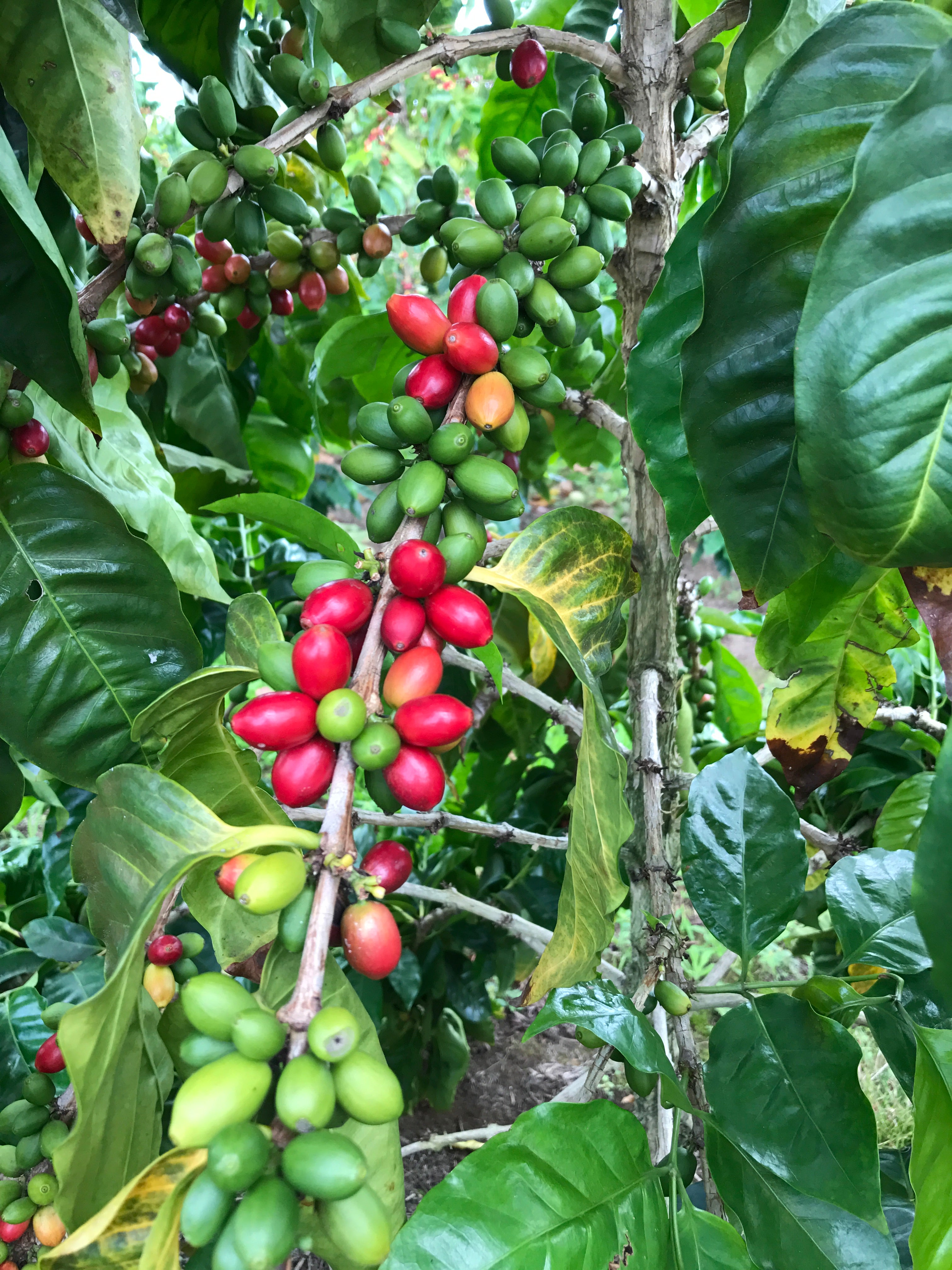 Ka‘ū Pacamara — Lactic Natural: Roasting May 13th, 2026