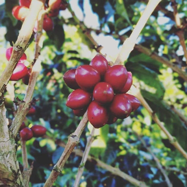 Colombia Granja Paraíso-92- Papayo Kōji Light Roast