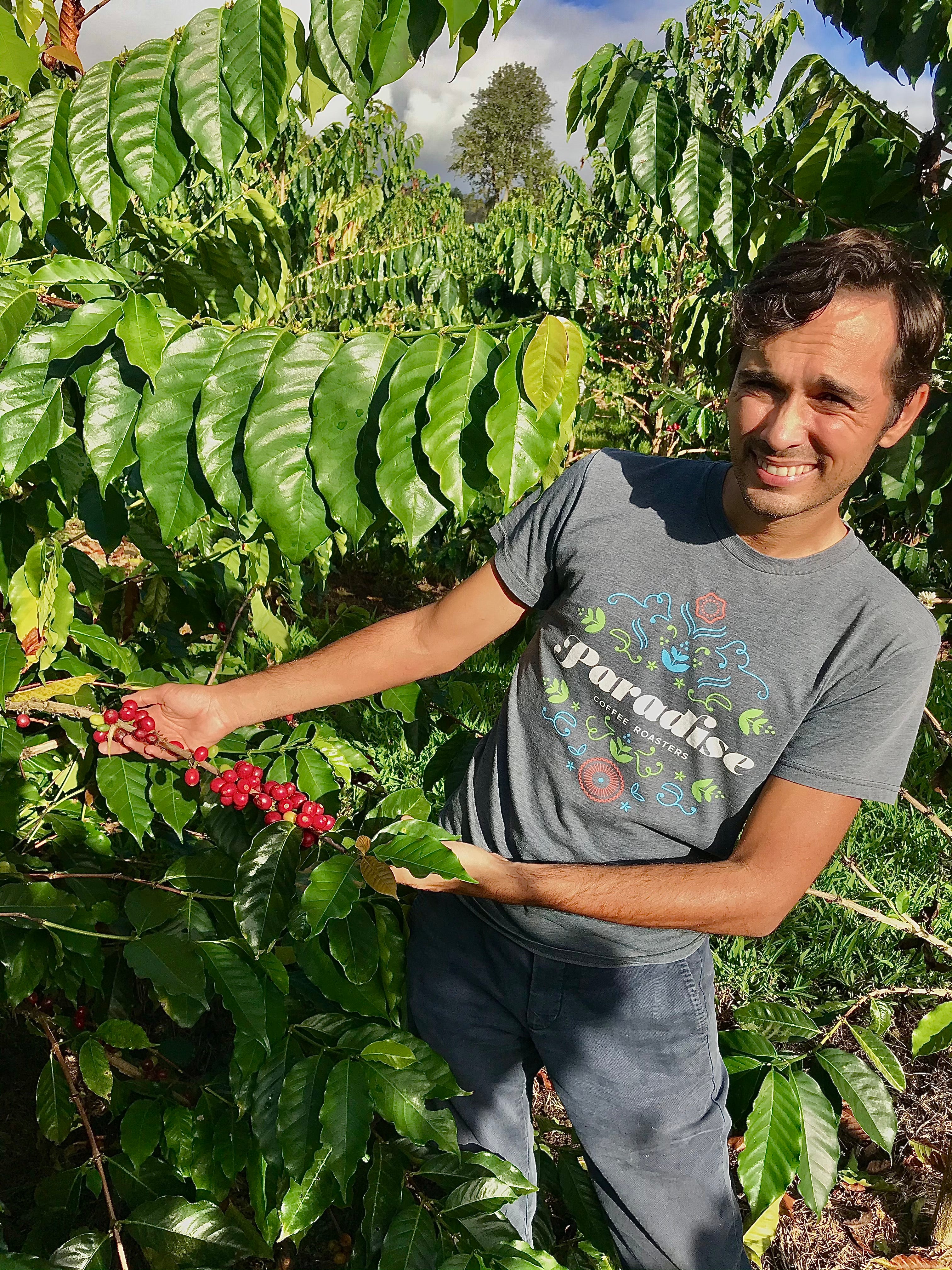 Kona SL34 Anaerobic Natural - Uluwehi Coffee Farm