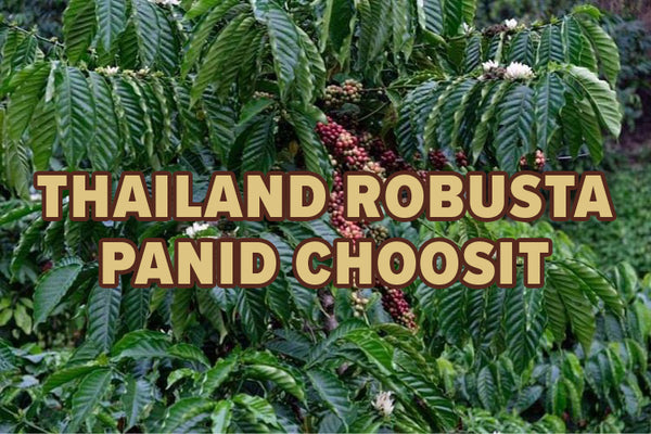 Thailand Robusta - Panid Choosit