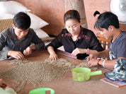 Thailand Wiang Pa Po Dark Roast