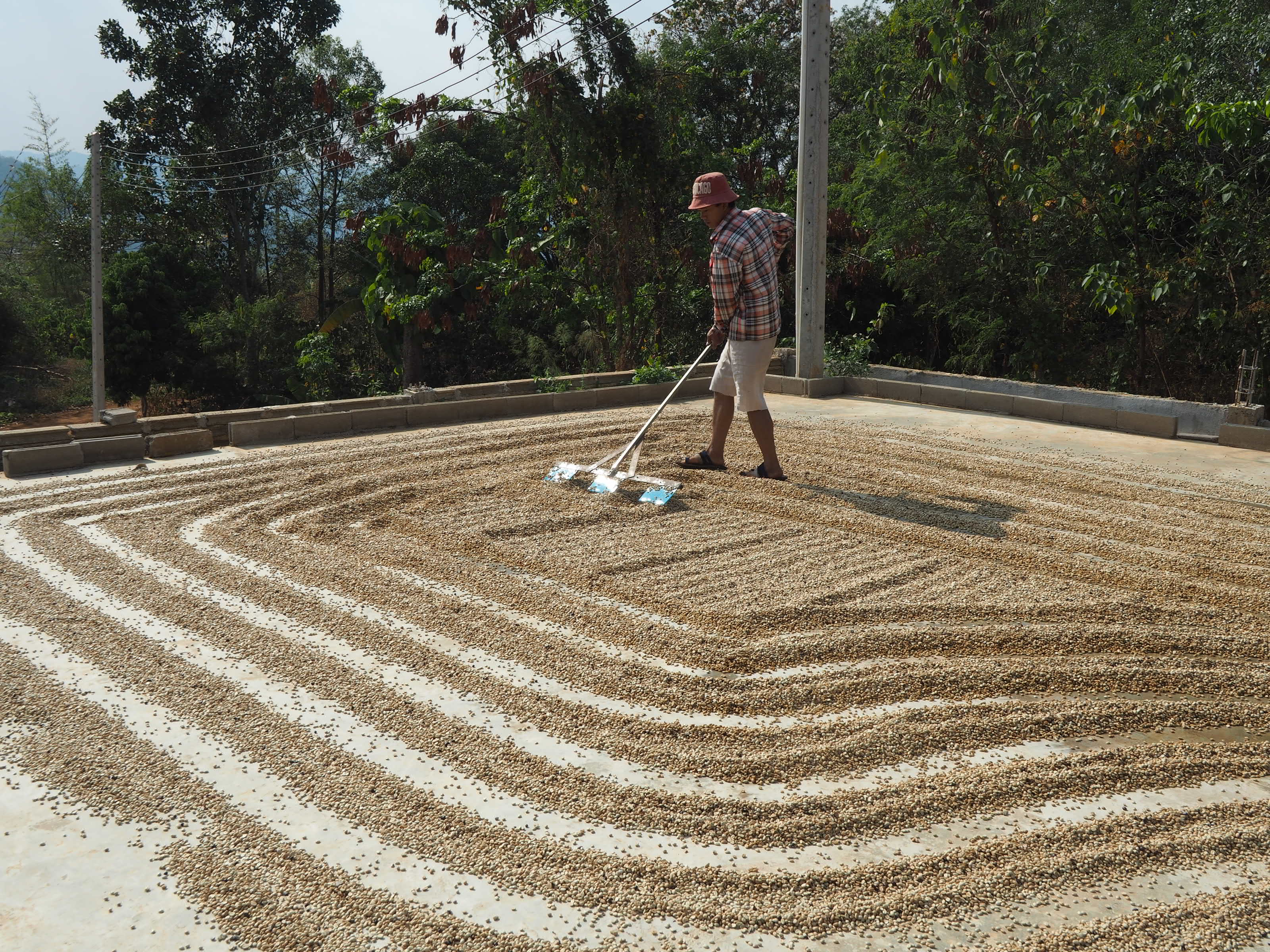 Thailand Wiang Pa Po Dark Roast