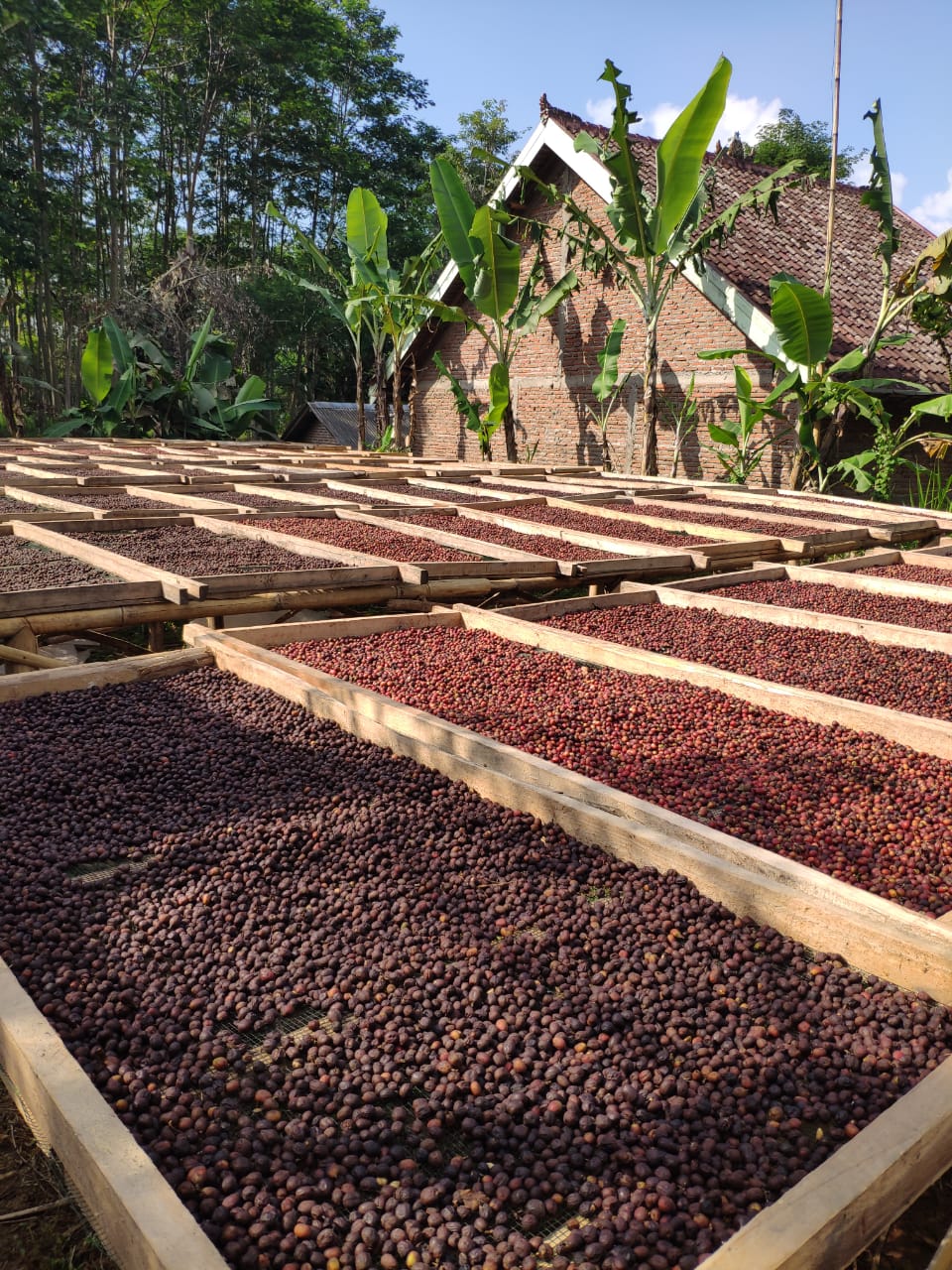 イーストジャワ・ラクティック・ナチュラル - ワリダ協同組合