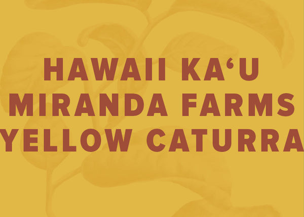 Hawaii Ka'u Yellow Caturra Champagne Natural