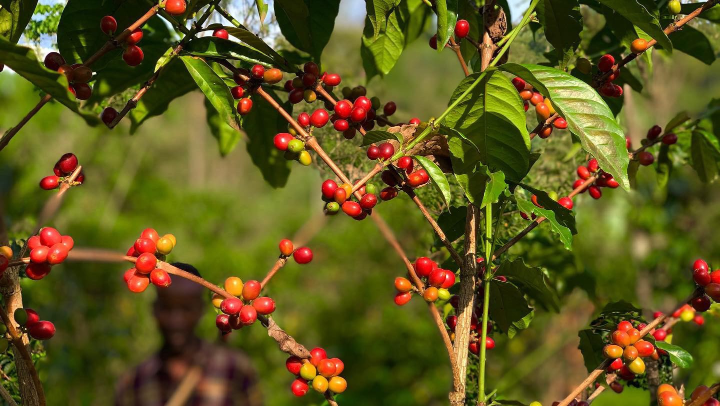 エチオピア イディド アナエロビック ナチュラル *次回ロースト: 3月22日水曜日*