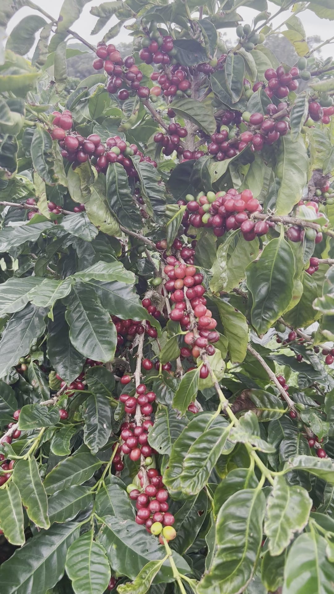 Ka‘ū Red Catuai Peaberry