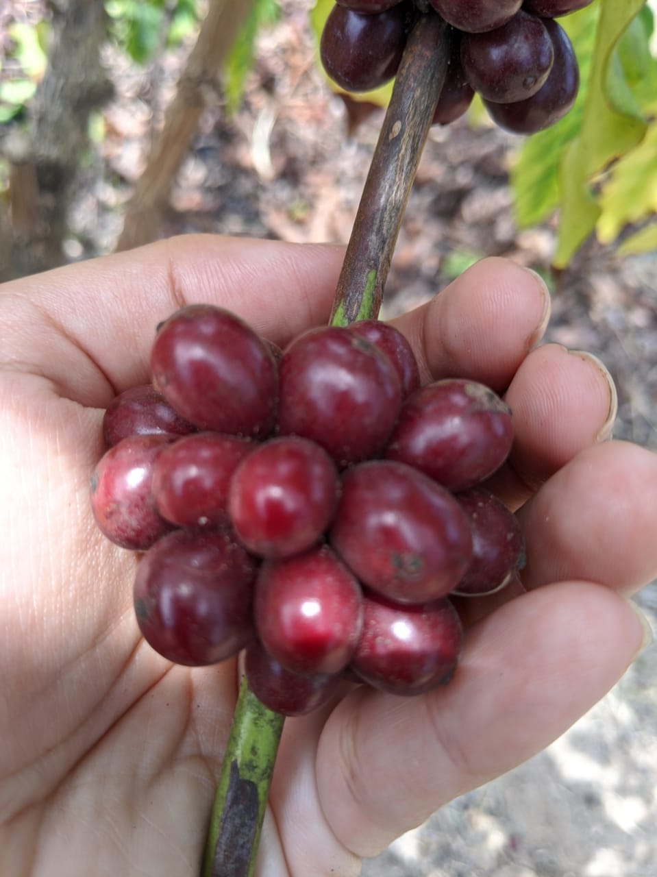 Ecuador Hacienda Legrand Robusta Lactic Natural