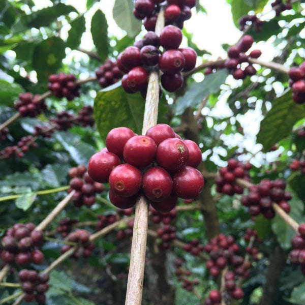 Kona Red Bourbon Anaerobic Washed - Uluwehi Farm