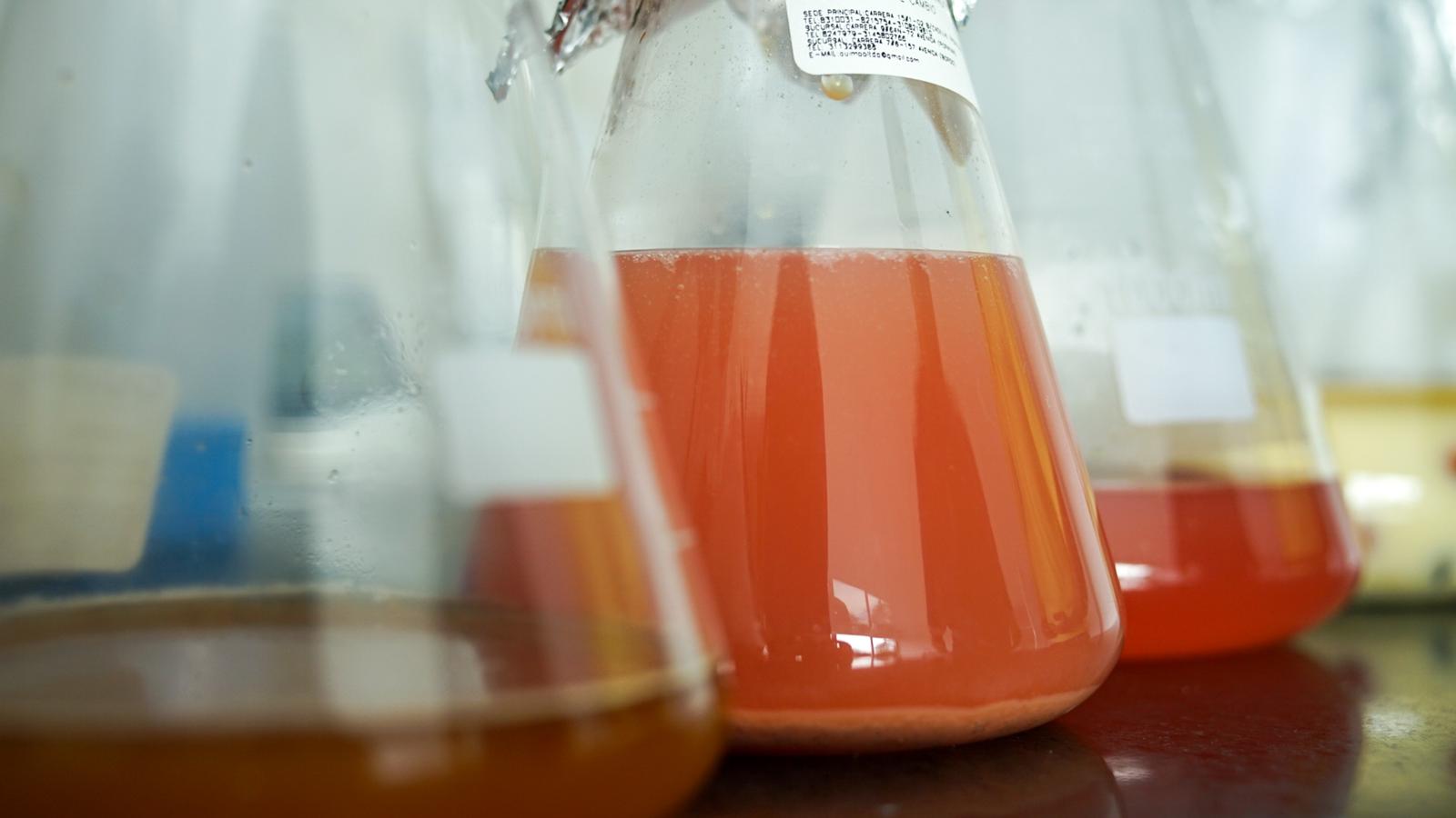 Colombia Granja Paraíso-92- Java P14 Light Roast Coffee