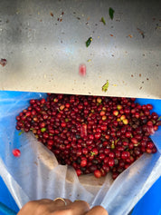 ハワイ カウ マロラクティック ハニー