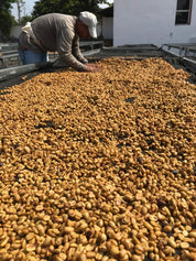 エルサルバドル産 フィンカ・ネハパ - イエローパカマラハニー **次回焙煎日: 3月22日(水)