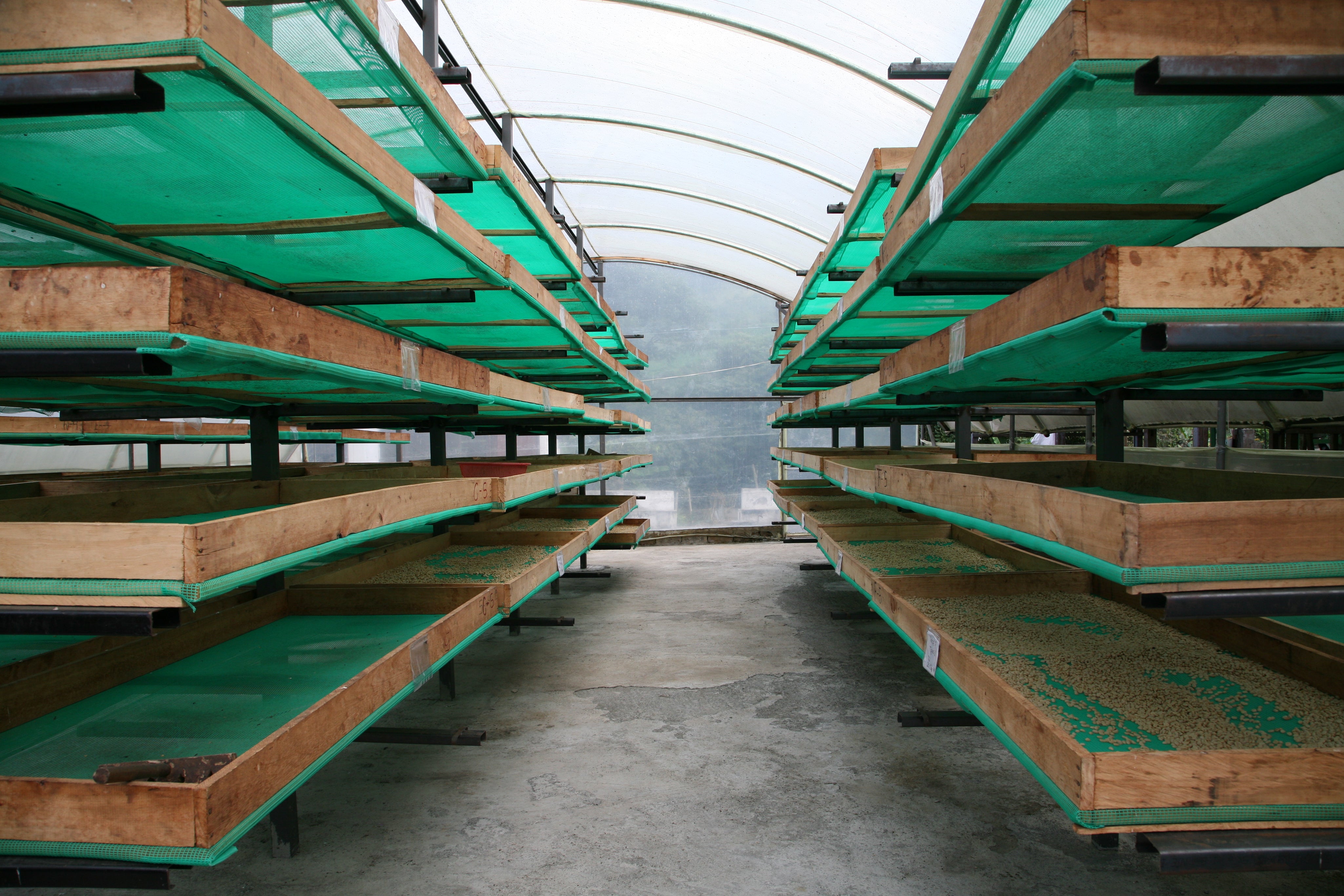 エクアドル フィンカ ルグマパタ - メホラド