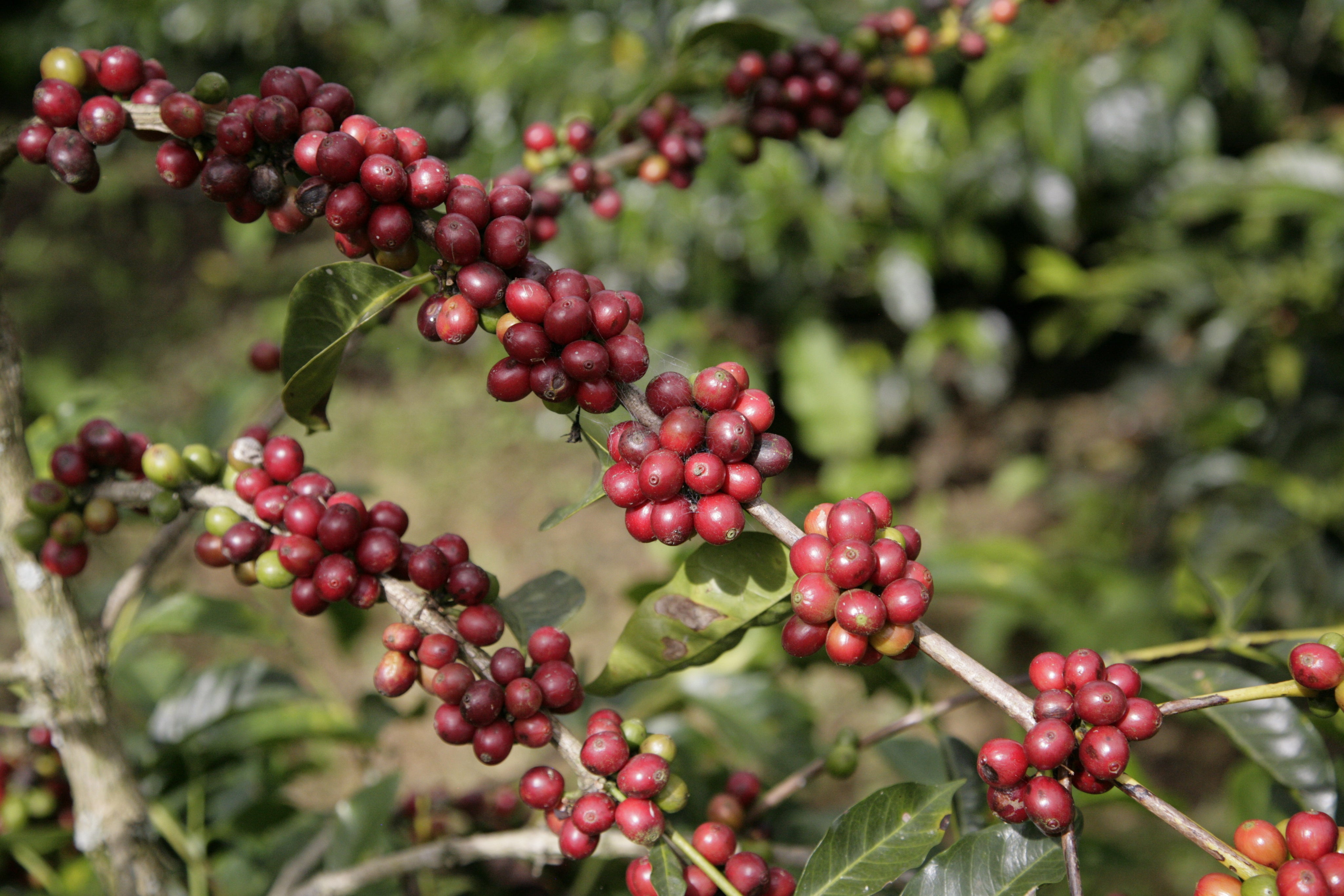 エクアドル フィンカ ルグマパタ - メホラド